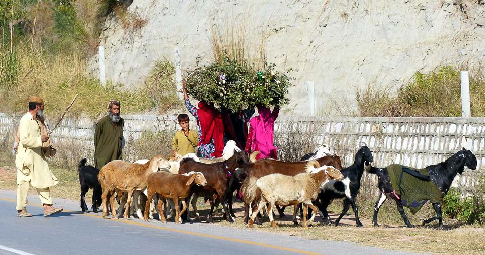 A small herd of goats passing 3 women with loads of fodder on their heads. 