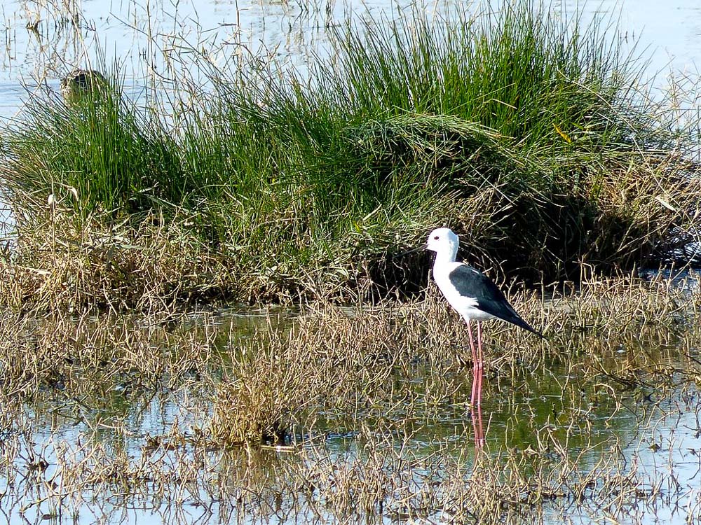 Long legged migratory bird at Kallar Kahar (can you identify?).
