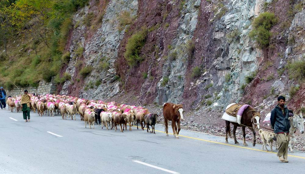A herd of sheep and some goats on their way down the mountain for the winter. Flocks like this travel up to 300 km to find pasture at lower altitudes.