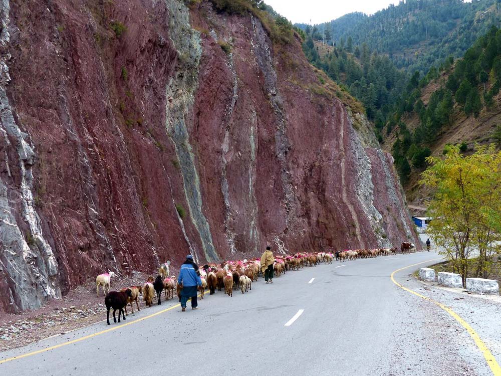 Roads are the easiest to walk on so they are the migration route for herds like this. 