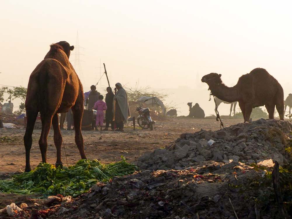 Semi nomadic people camp out with their camels along the Ravi River