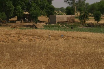 Harvesting outside the village of Darianwala
