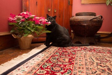 rug-cleaning-cat-02