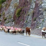 A herd of sheep and some goats on their way down the mountain for the winter. Flocks like this travel up to 300 km to find pasture at lower altitudes.